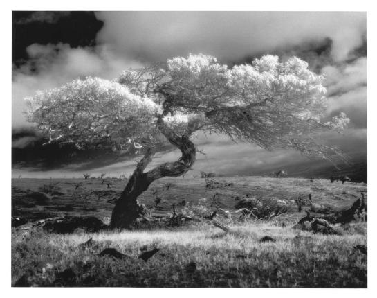 Miner_Michael_1_Mauna_Kea_Tree_Study_#1