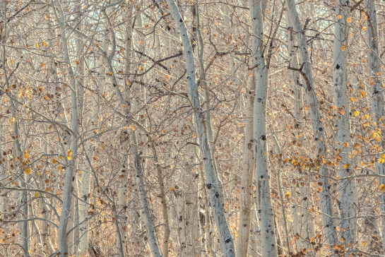 mckenna_vicki_03Windswept-Aspens-Mono-Lake