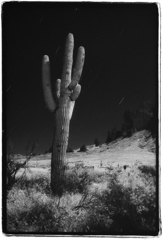 Saguaro at Night.