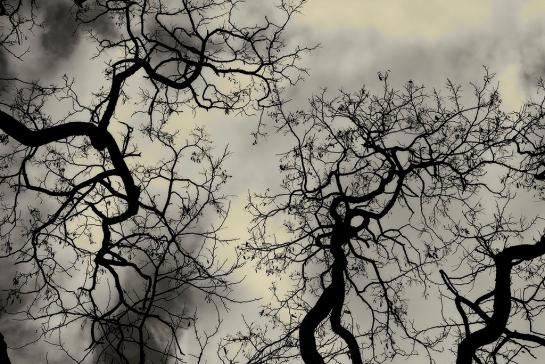 Trees, Bishop California