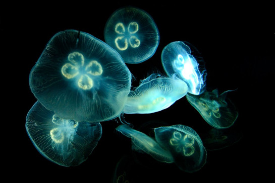 Matte_Paul_4Jelly Fish