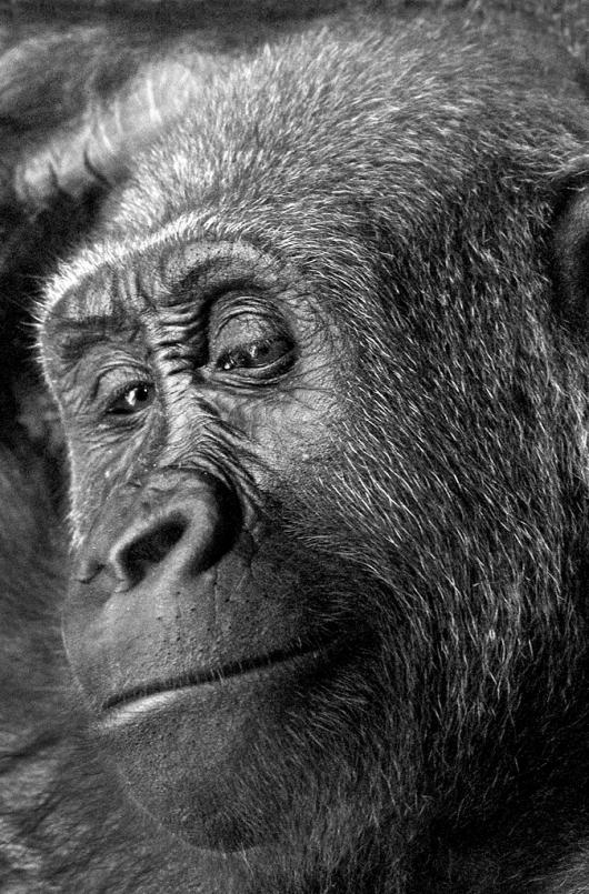 Matte_Paul_1Young Gorilla Portrait