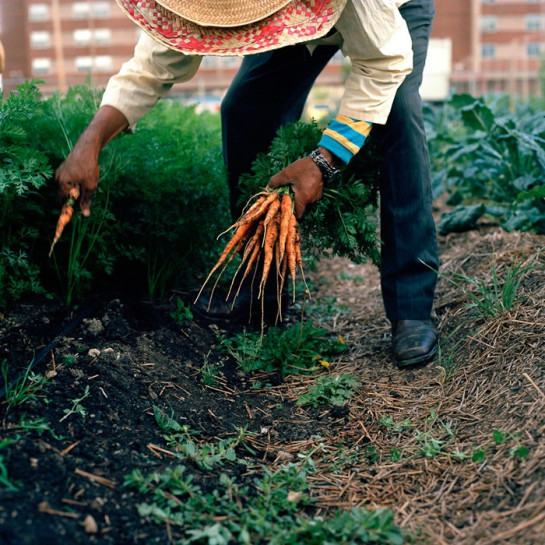 schneider_kate_2pickingcarrots