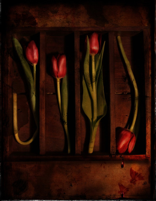 Boucher_Felice_1 Scarlet Tulips