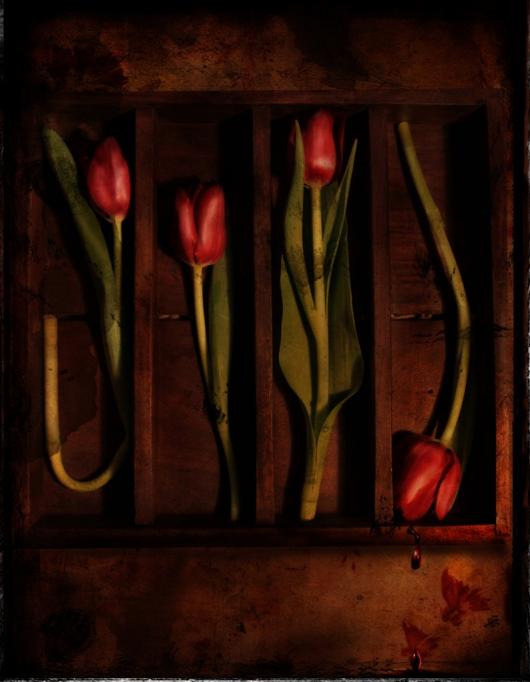 Boucher_Felice_1 Scarlet Tulips