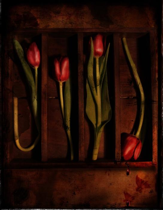 Boucher_Felice_1 Scarlet Tulips