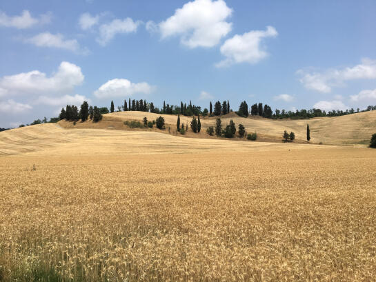 MAT84375 70645