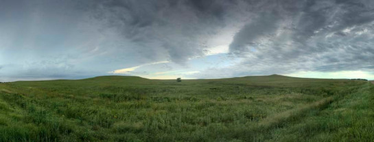 Puffer_John_4Prairie Tree - Strong City, Kansas