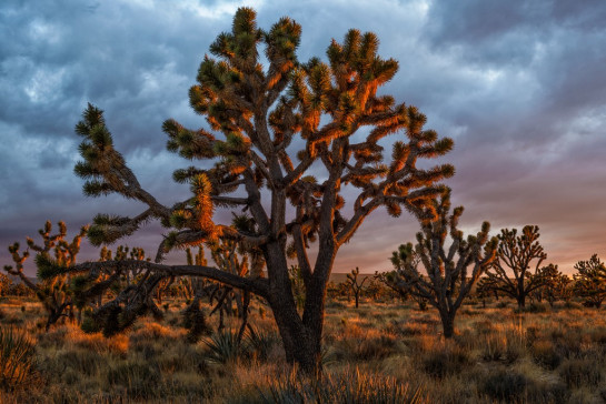 Fritsche_Dennis_4_Cima_Joshua_Trees