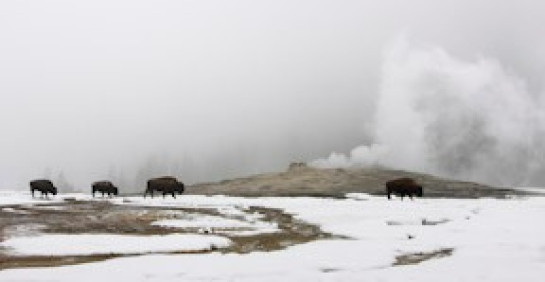 Heron_Elaine_3Bison at Old Faithful