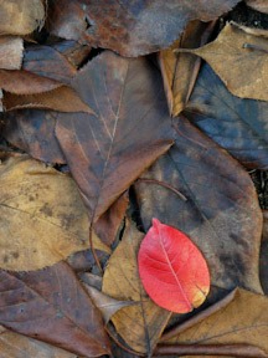 Jacobs_Susan_1Red Leaf