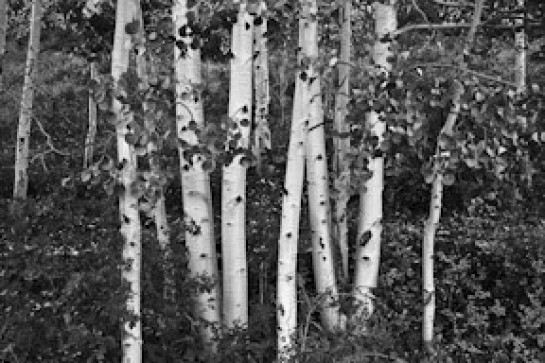 Johnson_Bob_2Aspens