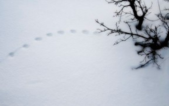 Pond_Lori_4Footprints