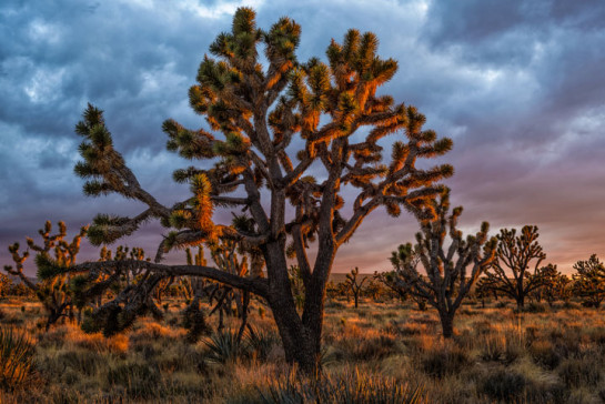 Fritsche_Dennis_4Cima Joshua Trees