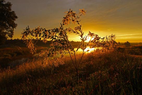 Klenke_Sarah Burning Bush