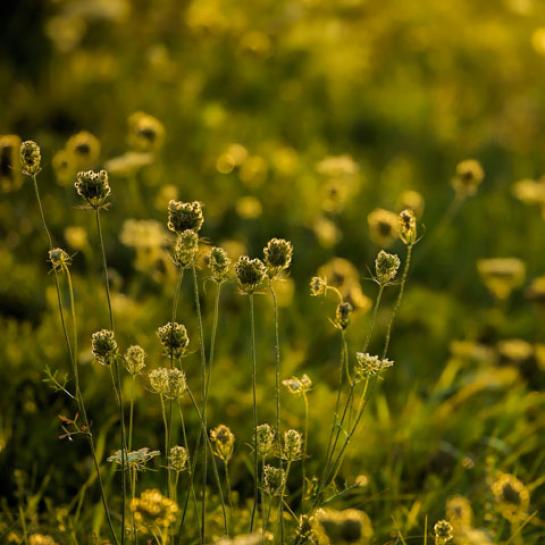 Queen Ann's Lace in a field, backlit by sunset, S. Burlington VT