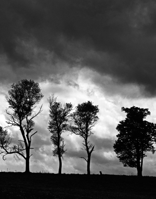 Andersen_Jean_3Four_Trees