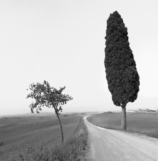 Glasser_ Jeffrey_1 cypress, Corsano,Italy