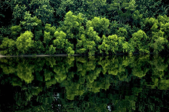 Lester_Julius_3Summer Trees and River Reflections