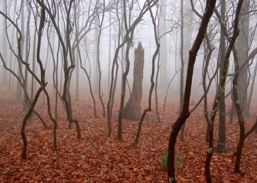 Gilliland_Mark_5_Trees In Fog