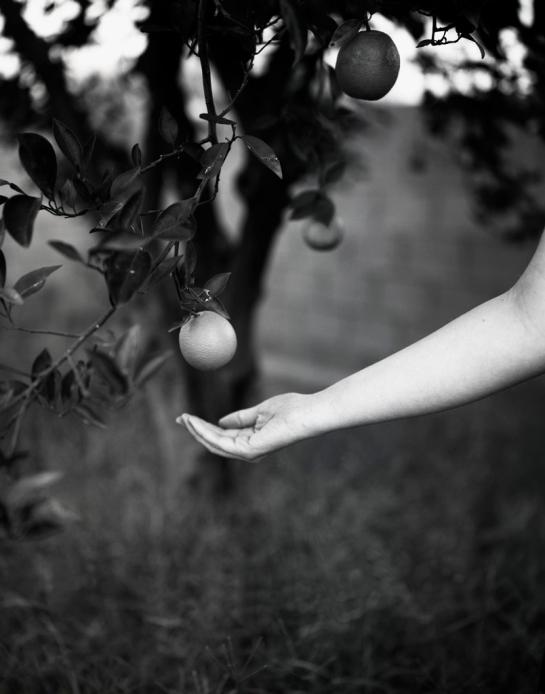 LongleyCook_Tracy_3Ripening