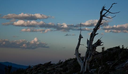 Woods_Dennis_6RMNP Juniper Sunset