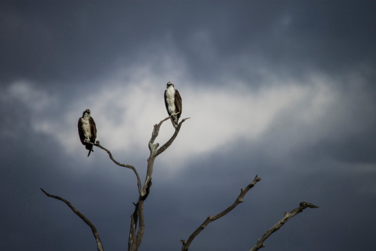 Osprey Trail