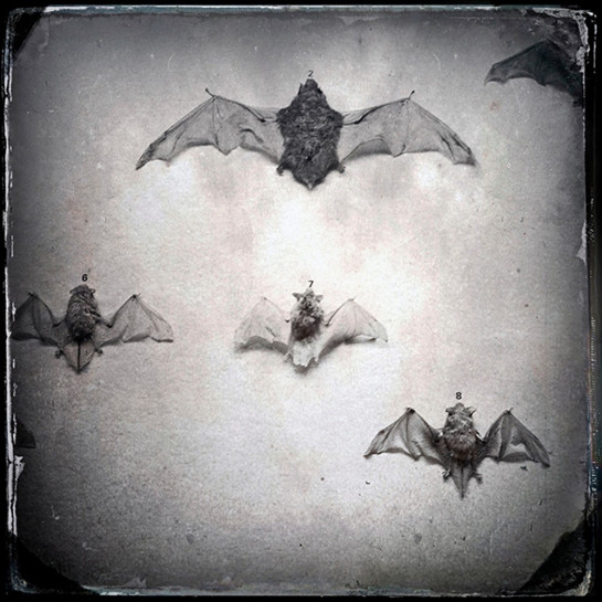 Goldstein_Keith_1_Bats