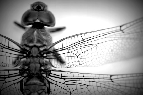 Marsili_Paula_4 Dragonfly