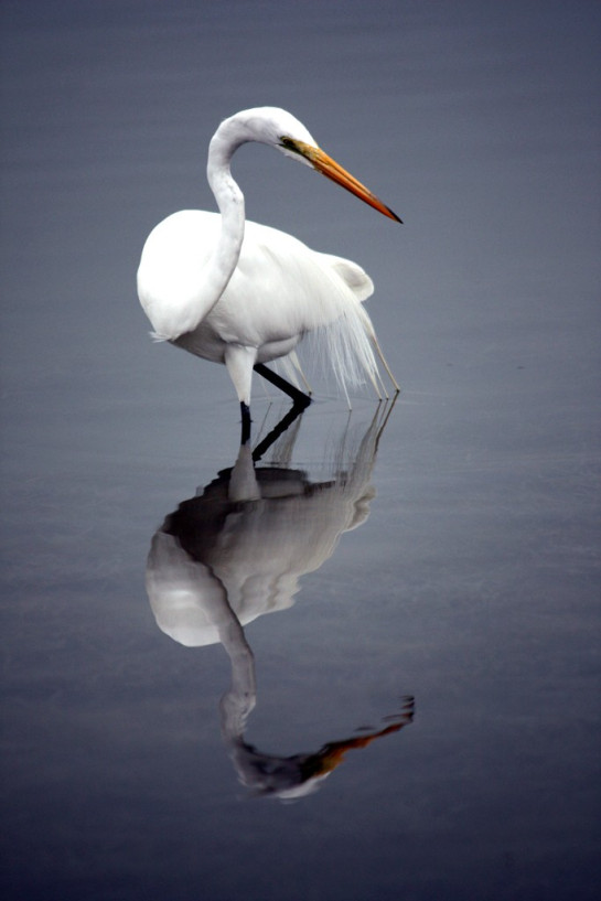 Ridenour_Nancy_1Egret1420