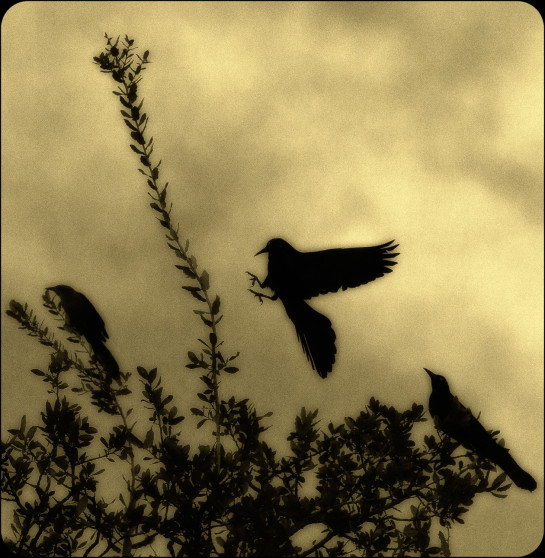 Thornhill_Ashton_01Black_Bird_Series1