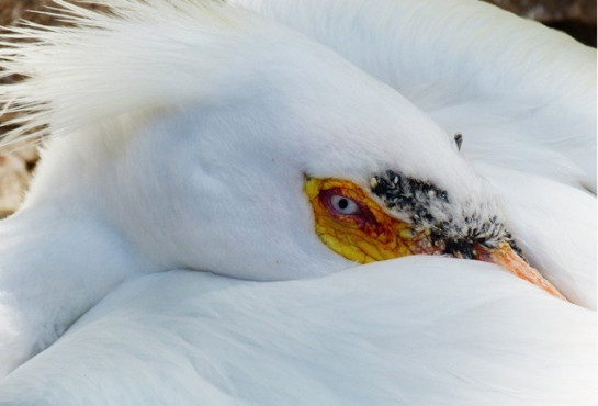 allen_lennell_4pelican