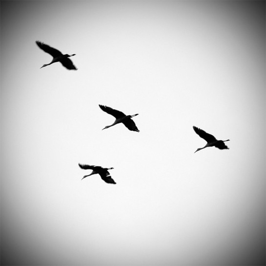 drew_glenda_2-Pacific_Flyway_II