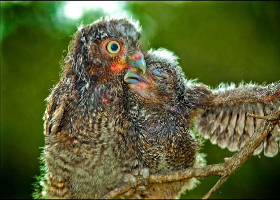 goodman_jackBaby-Screech-Owls-Exhibit