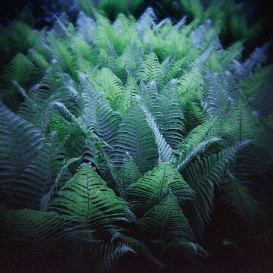 Ferns, Mt. Desert