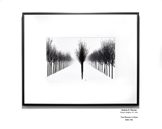 Trees Installation 08