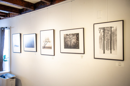 Trees Installation 50