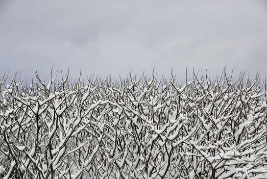 Morse_C_E_7Sumac_and_Snow