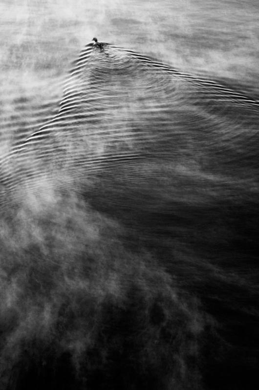 Parizek_Katarin A. 002 Bird Floating in Sea Smoke Swimming Through the Sky