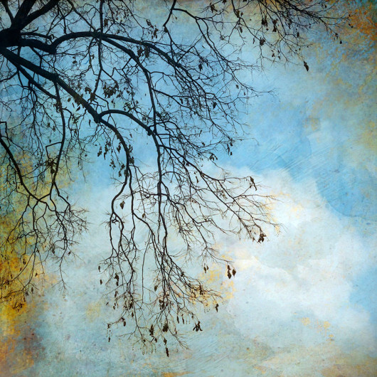 wendi schneider the truth of winter branches